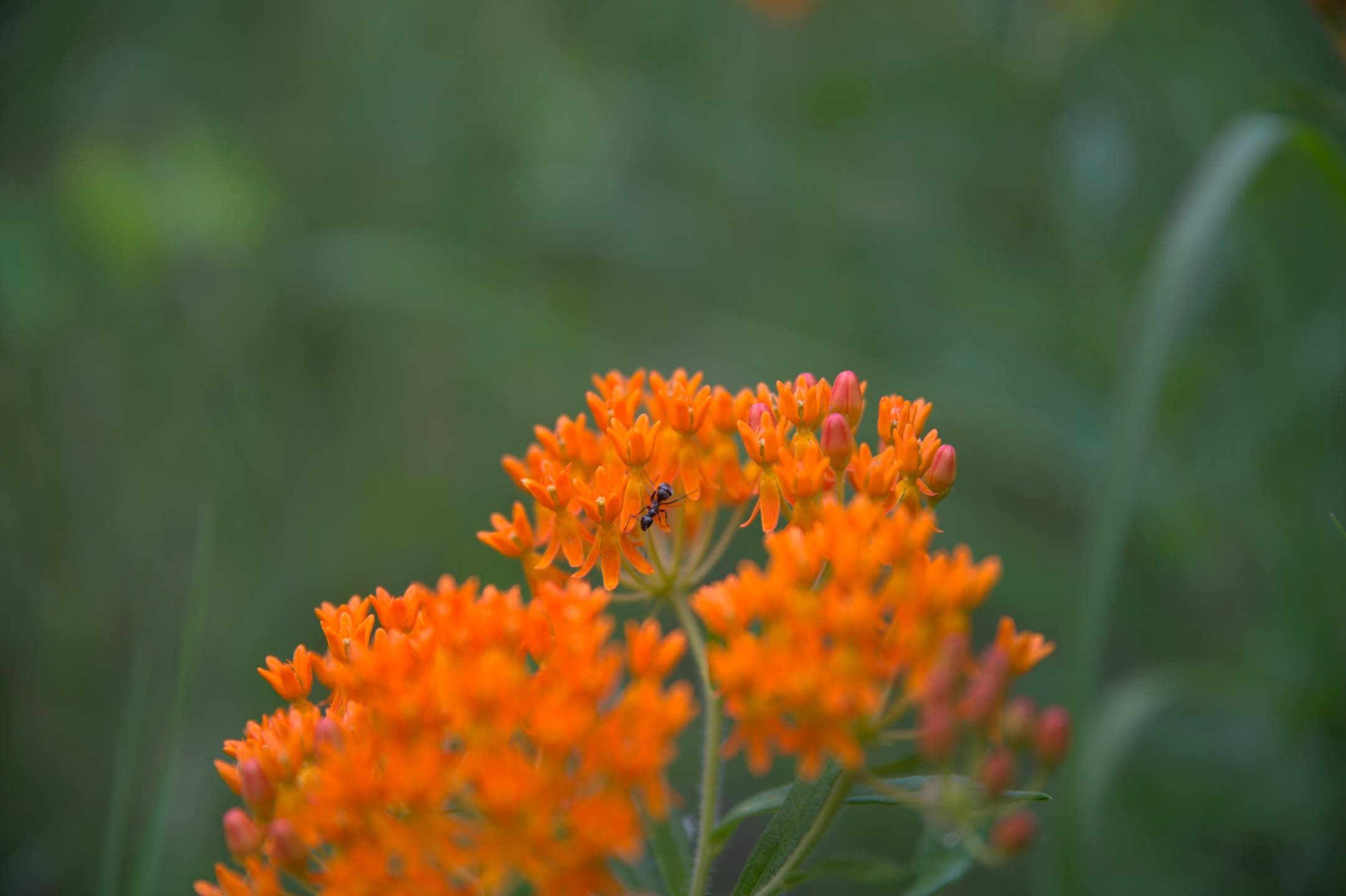 Milkweed