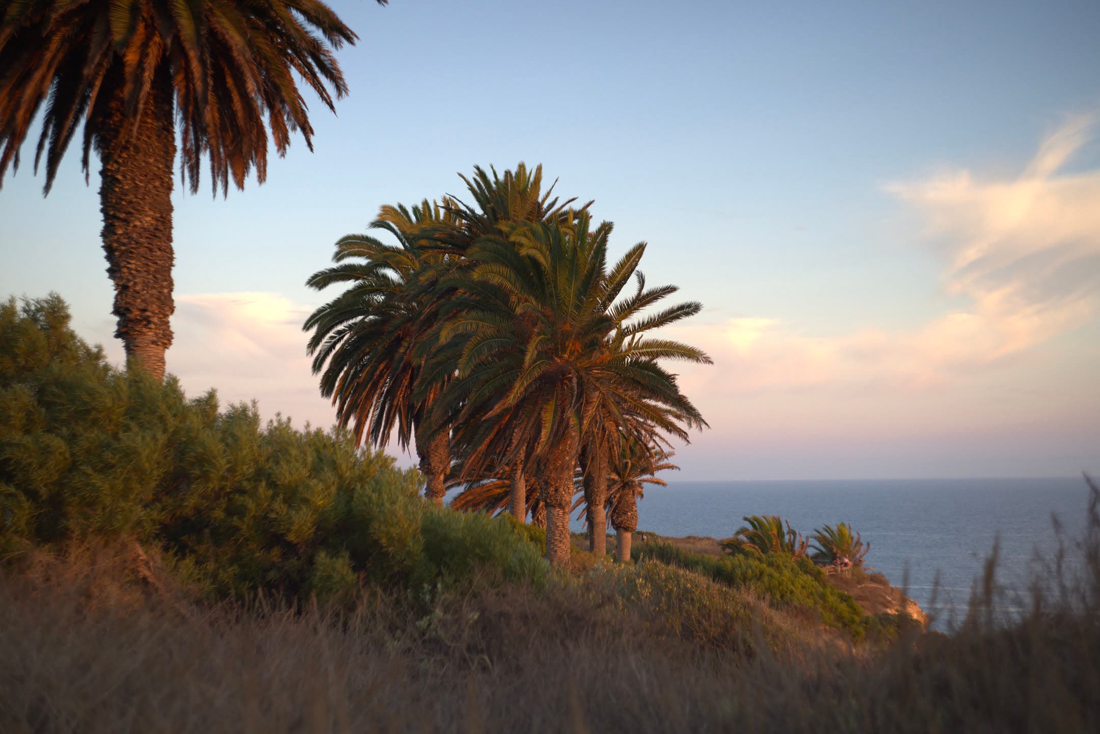 Palms at Golden Hour