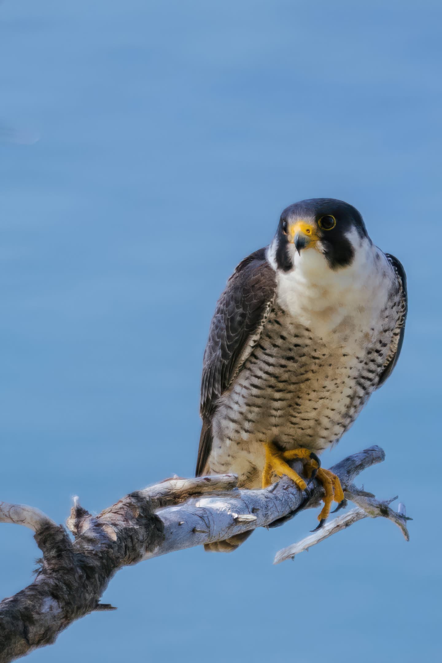 Peregrine