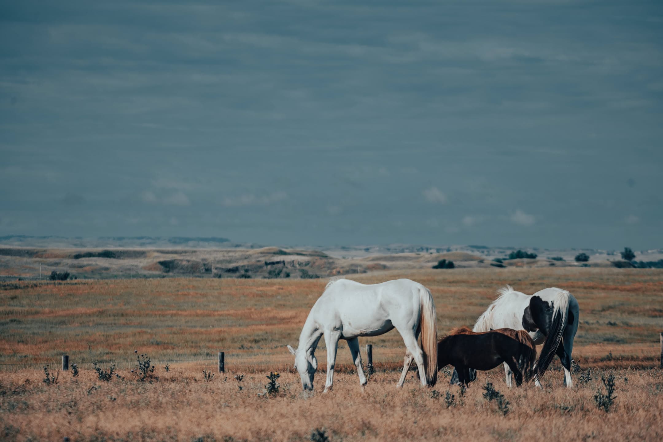 Prairie Horses