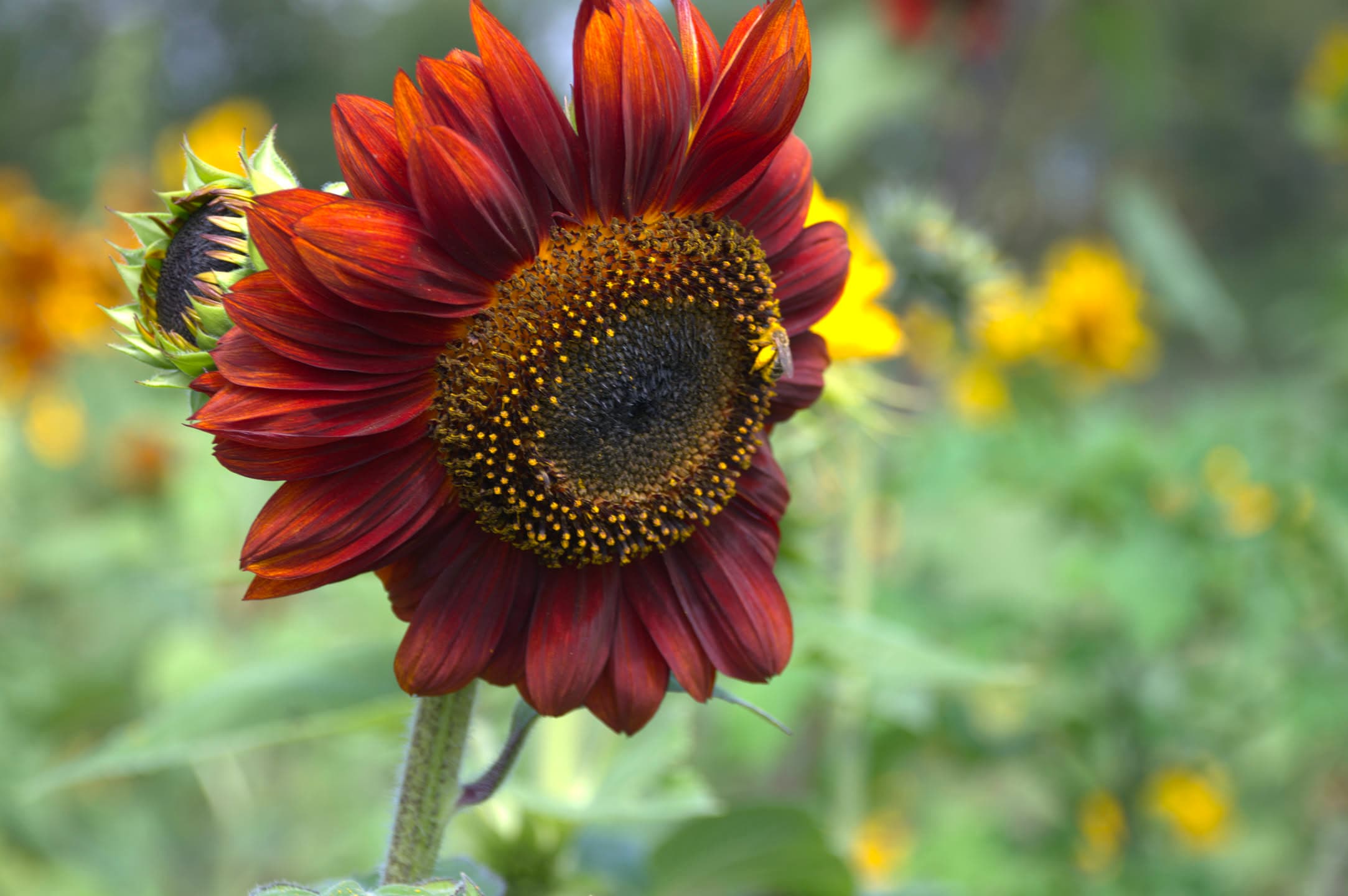 Red Sunflower