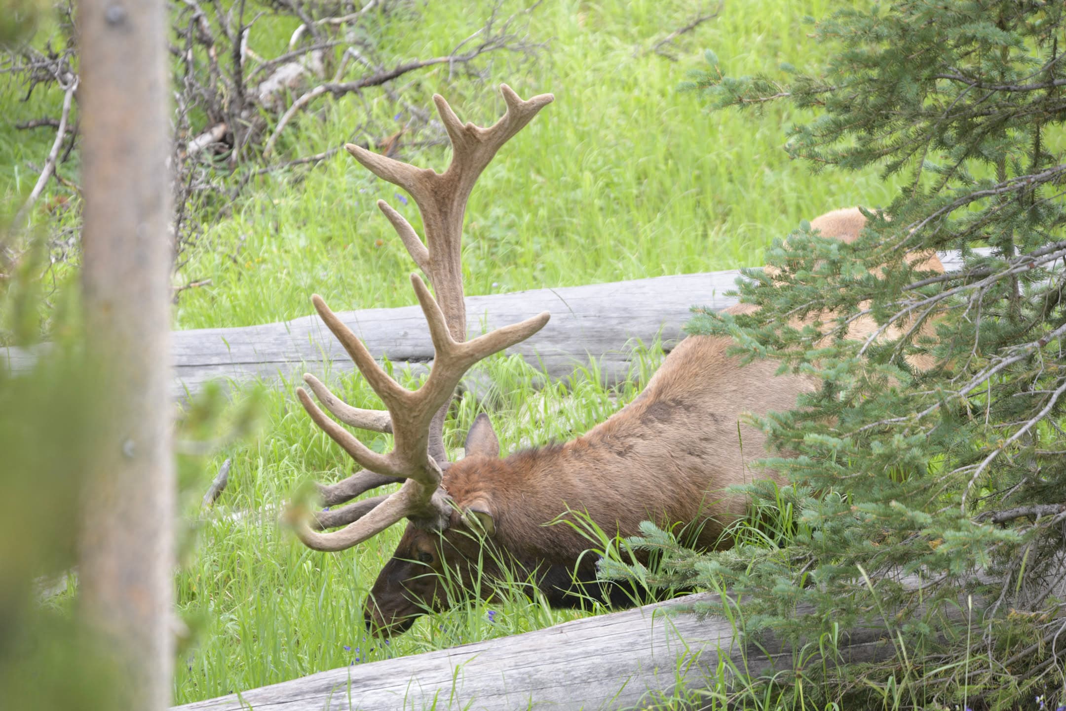 Resting Bull