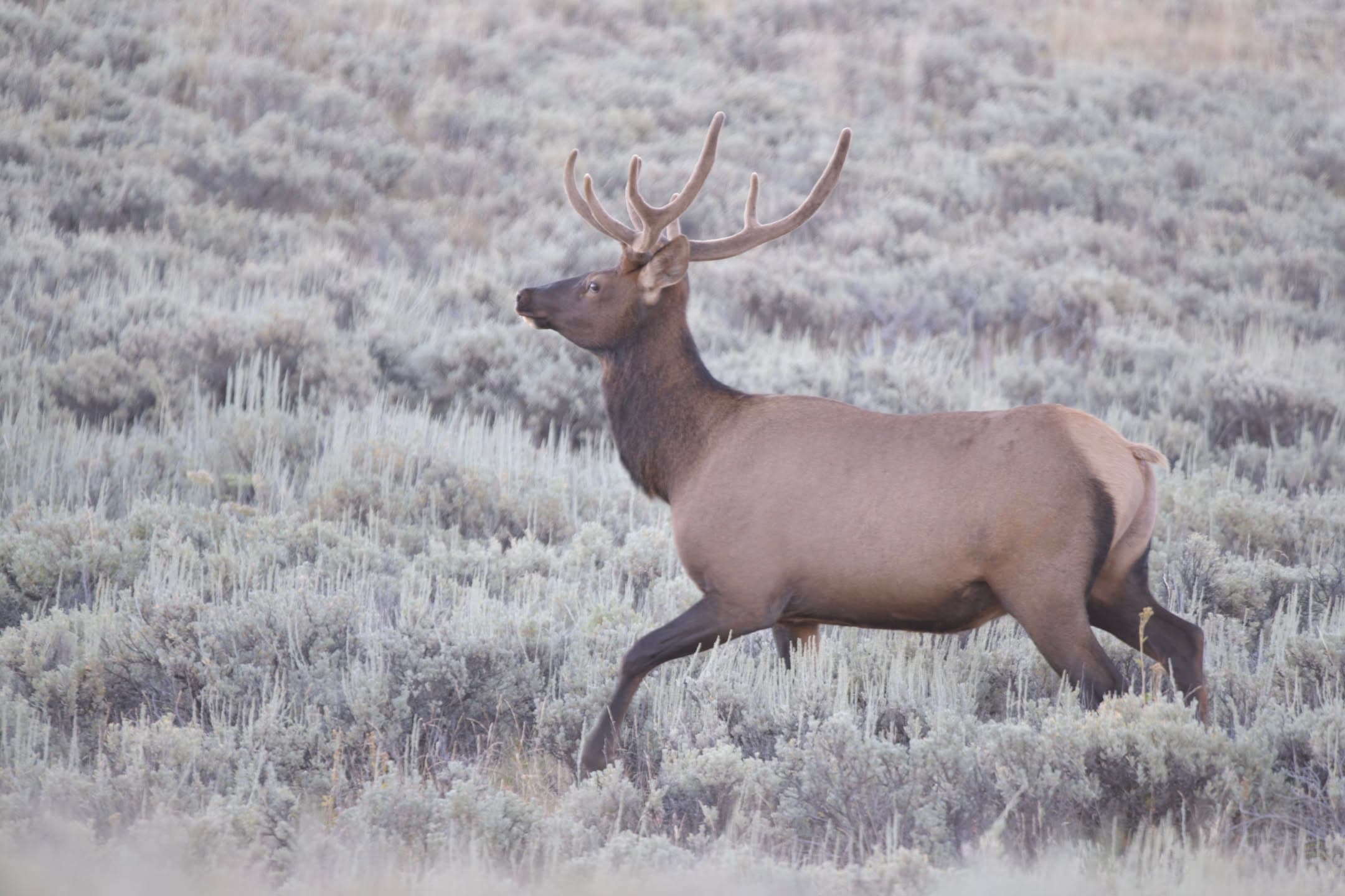 Sage Bull