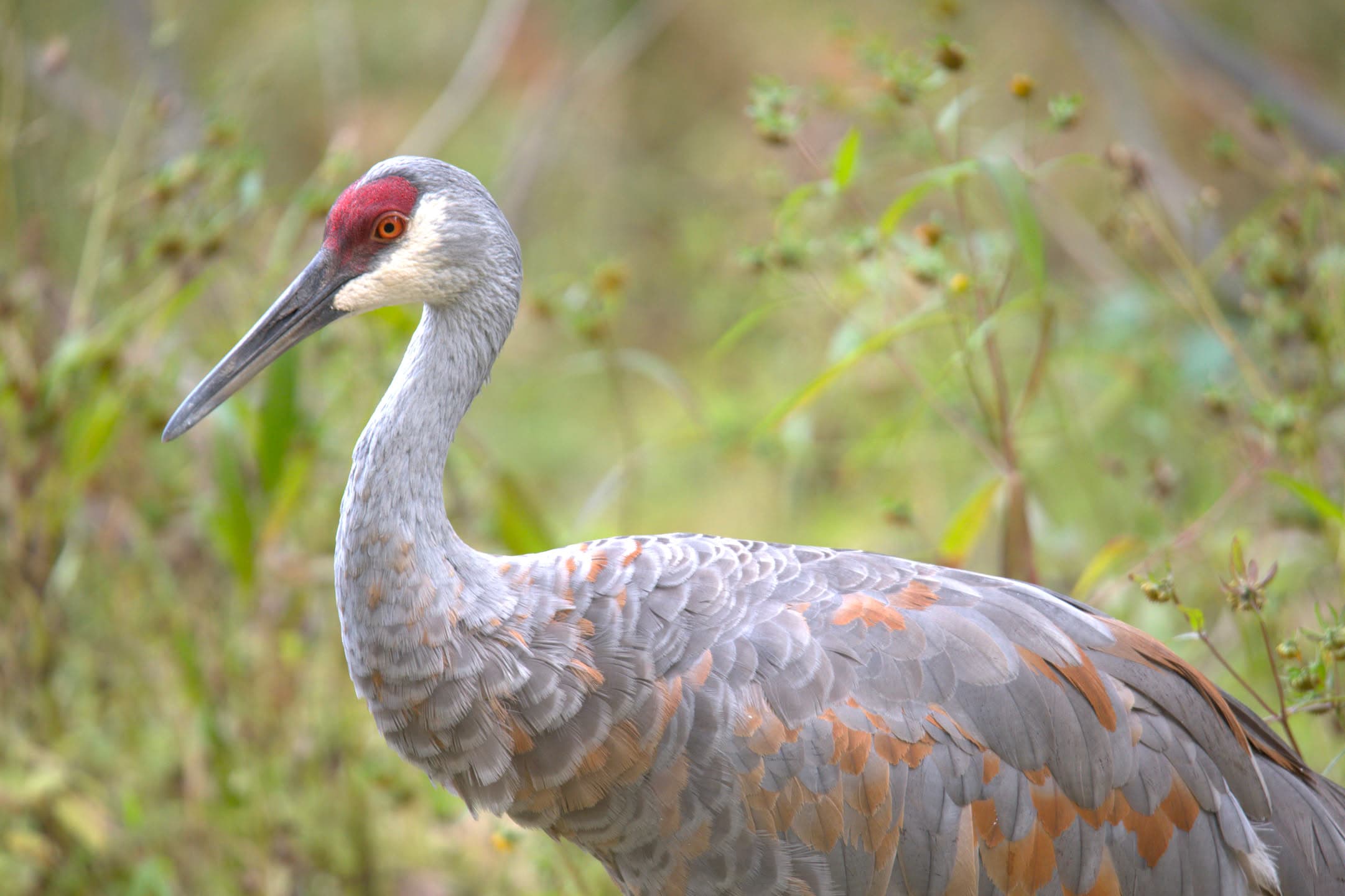 Sandhill