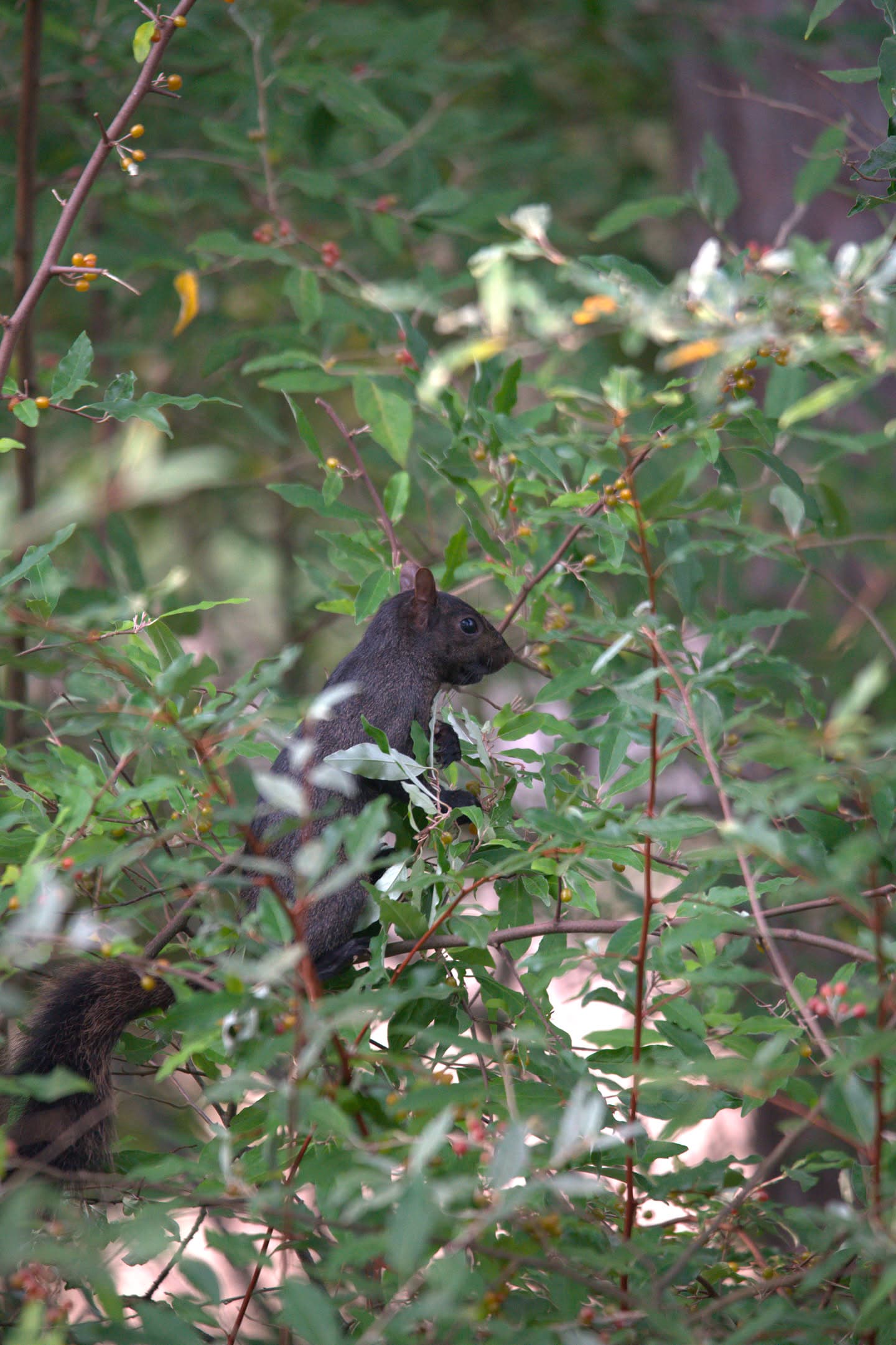 Squirrel in the Aspens