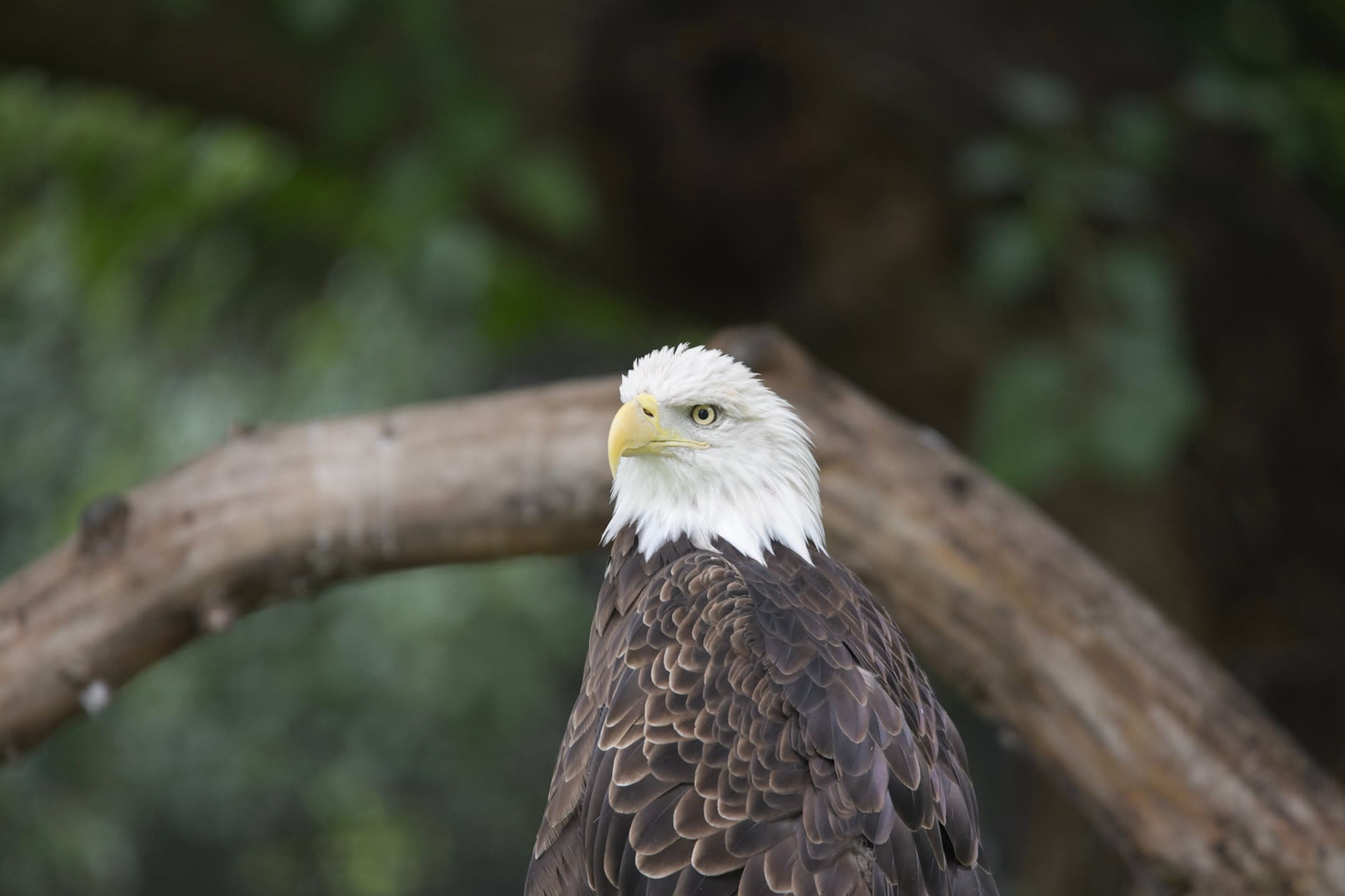 The Watcher