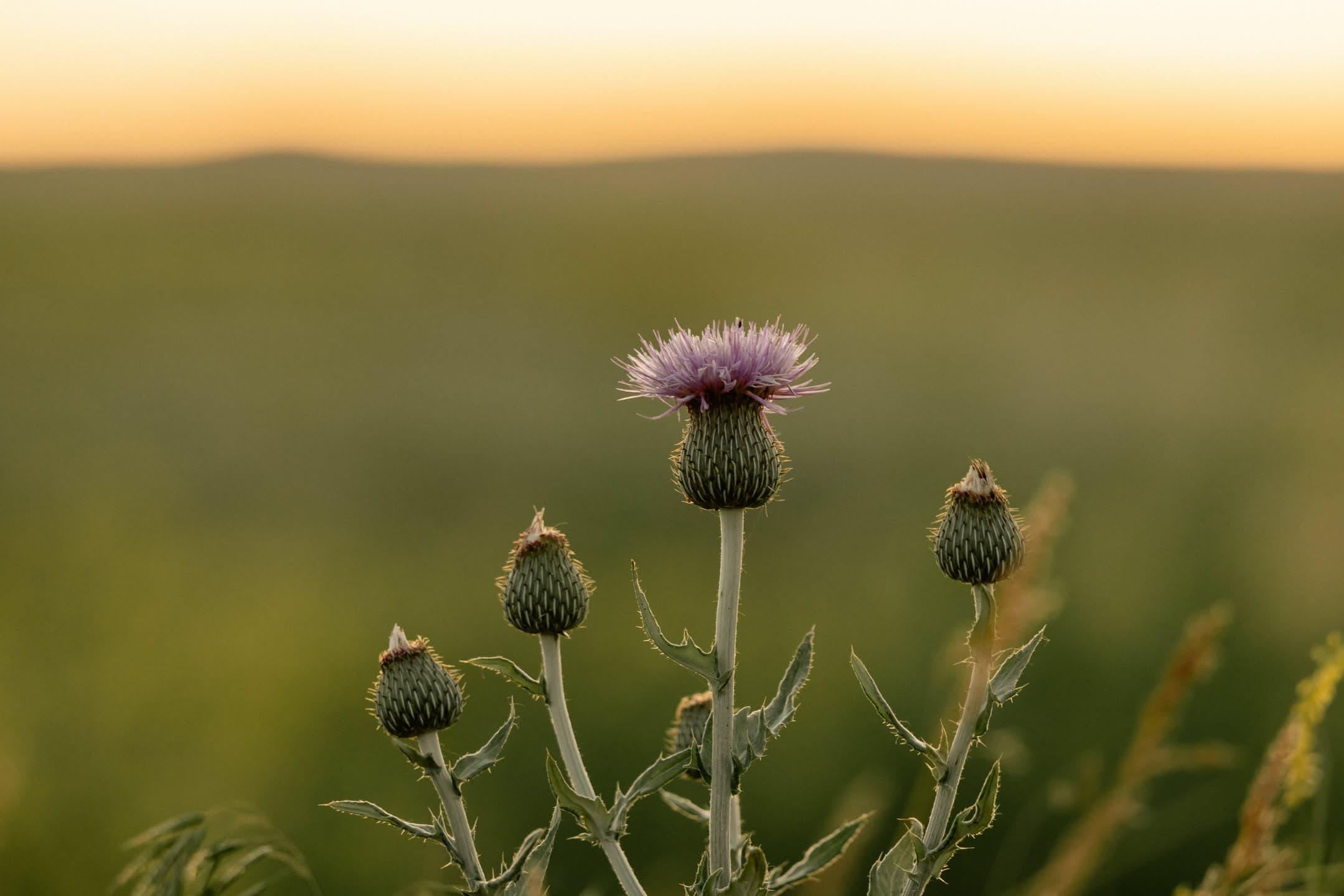 Thistle at Sundown