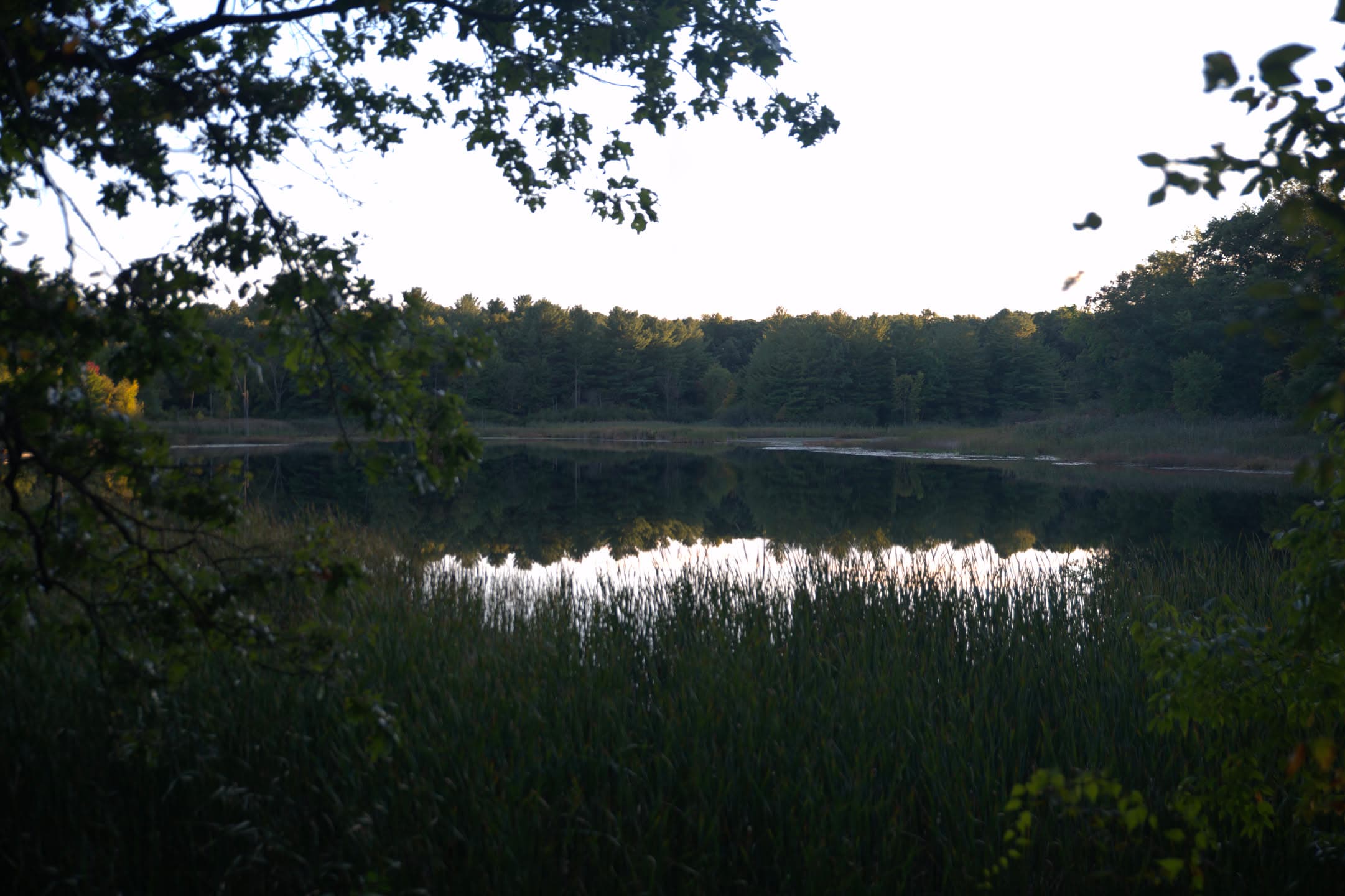 Through the Trees