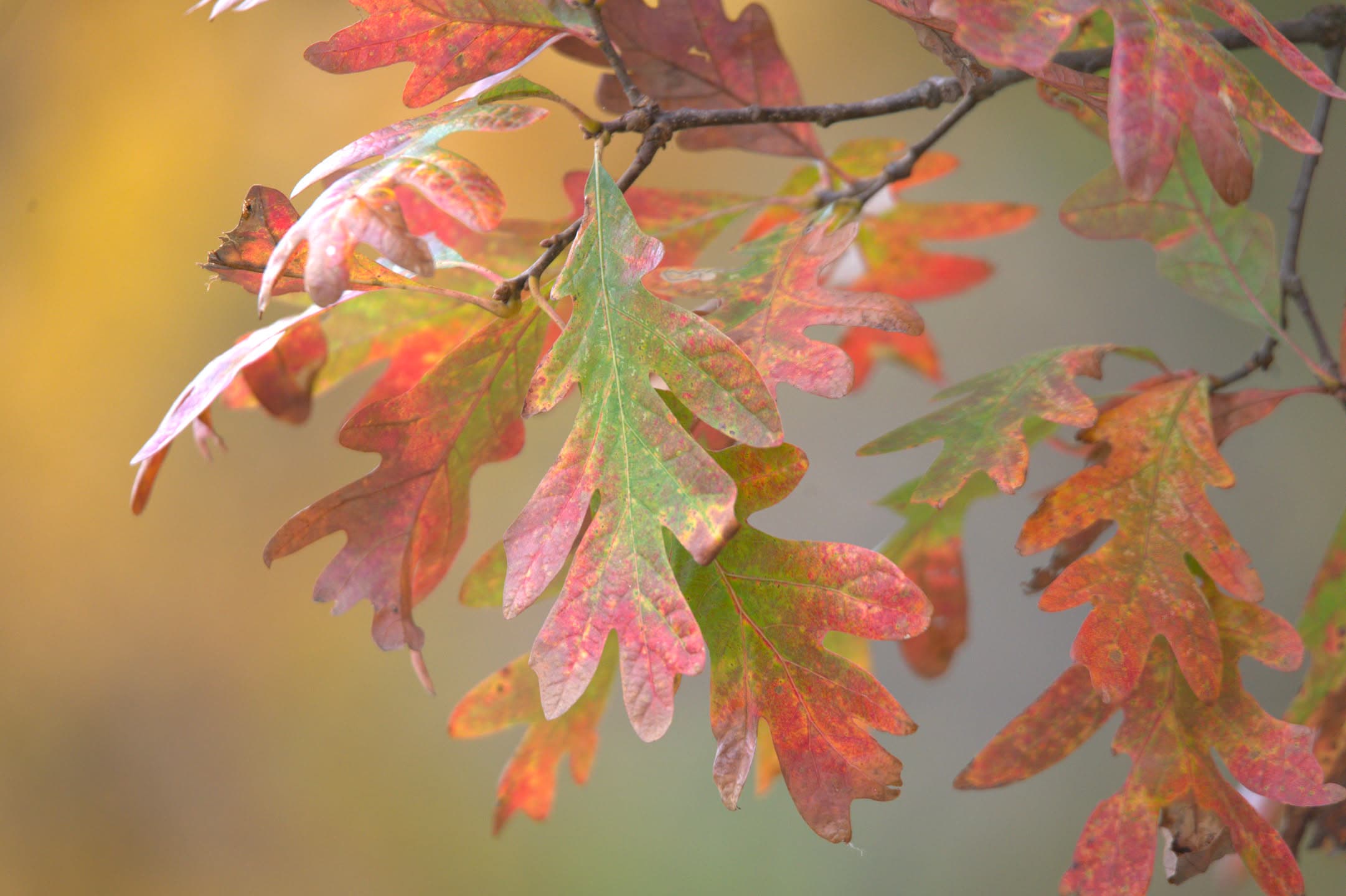 Turning Oak