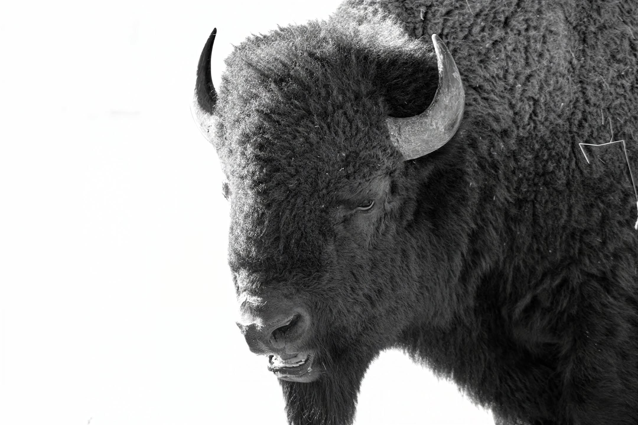 Lone Bison