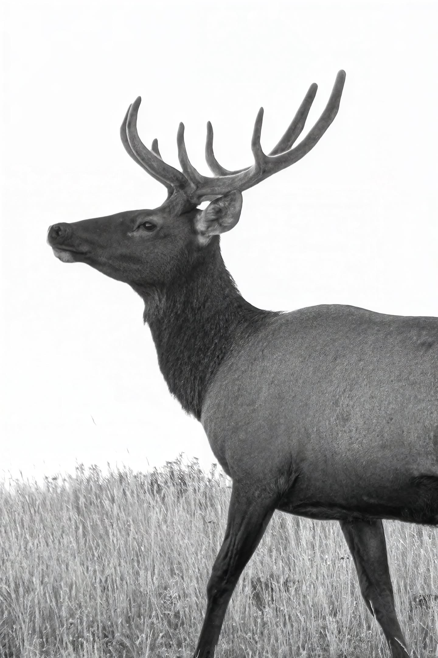 Yellowstone Elk