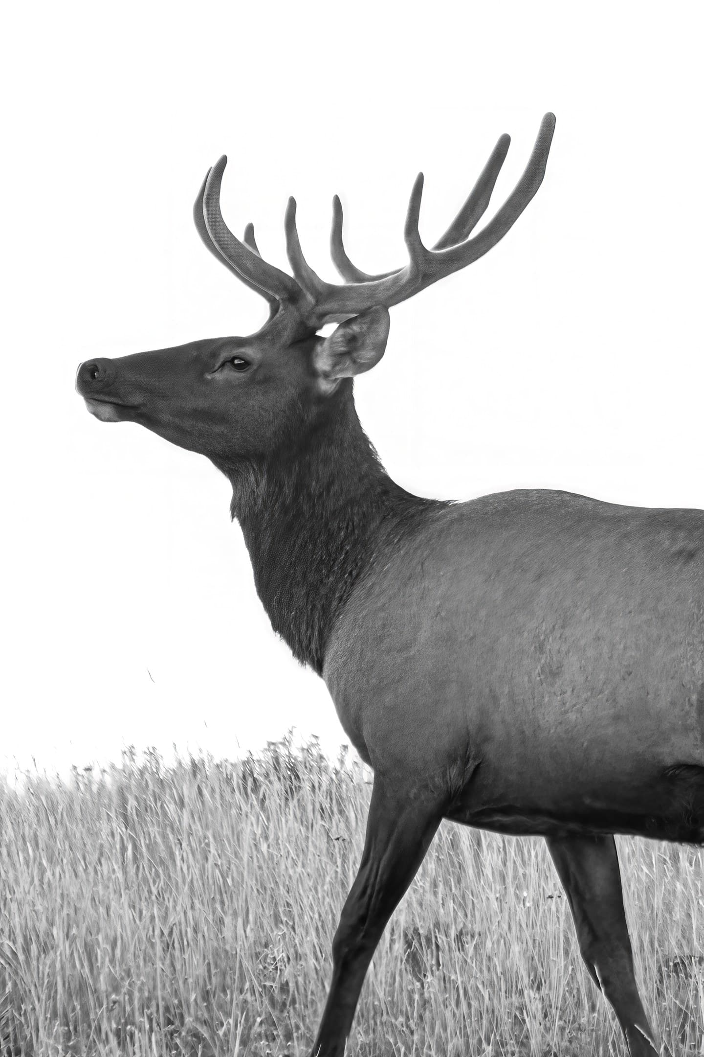 Yellowstone Elk